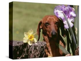 Dachshund Dog Amongst Flowers, USA-Lynn M. Stone-Stretched Canvas