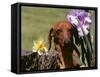 Dachshund Dog Amongst Flowers, USA-Lynn M. Stone-Framed Stretched Canvas