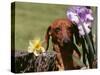 Dachshund Dog Amongst Flowers, USA-Lynn M. Stone-Stretched Canvas