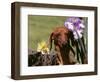 Dachshund Dog Amongst Flowers, USA-Lynn M. Stone-Framed Premium Photographic Print