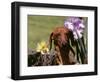 Dachshund Dog Amongst Flowers, USA-Lynn M. Stone-Framed Premium Photographic Print