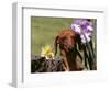 Dachshund Dog Amongst Flowers, USA-Lynn M. Stone-Framed Premium Photographic Print