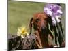 Dachshund Dog Amongst Flowers, USA-Lynn M. Stone-Mounted Premium Photographic Print