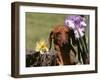 Dachshund Dog Amongst Flowers, USA-Lynn M. Stone-Framed Photographic Print