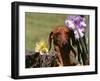 Dachshund Dog Amongst Flowers, USA-Lynn M. Stone-Framed Photographic Print