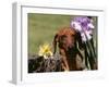 Dachshund Dog Amongst Flowers, USA-Lynn M. Stone-Framed Photographic Print