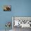 Dachshund Dog Amongst Flowers, USA-Lynn M. Stone-Mounted Photographic Print displayed on a wall