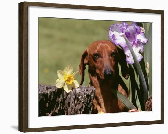 Dachshund Dog Amongst Flowers, USA-Lynn M. Stone-Framed Photographic Print