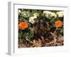 Dachshund Dog Amongst Flowers, USA-Lynn M. Stone-Framed Photographic Print