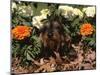 Dachshund Dog Amongst Flowers, USA-Lynn M. Stone-Mounted Photographic Print