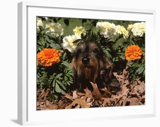 Dachshund Dog Amongst Flowers, USA-Lynn M. Stone-Framed Photographic Print