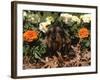 Dachshund Dog Amongst Flowers, USA-Lynn M. Stone-Framed Photographic Print