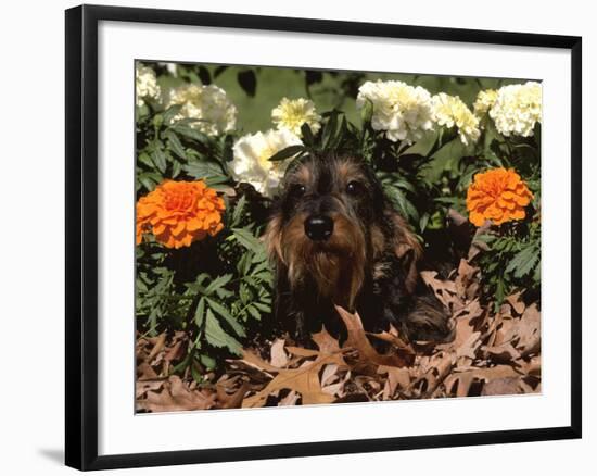 Dachshund Dog Amongst Flowers, USA-Lynn M. Stone-Framed Photographic Print