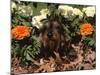 Dachshund Dog Amongst Flowers, USA-Lynn M. Stone-Mounted Photographic Print