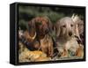 Dachshund Dog Puppies, Smooth Haired and Wire Haired-Lynn M. Stone-Framed Stretched Canvas