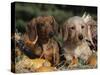 Dachshund Dog Puppies, Smooth Haired and Wire Haired-Lynn M. Stone-Stretched Canvas