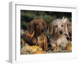 Dachshund Dog Puppies, Smooth Haired and Wire Haired-Lynn M. Stone-Framed Photographic Print