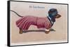 Dachshund Dressed as a Woman-null-Framed Stretched Canvas