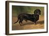 Dachshund Earl Satin-null-Framed Premium Giclee Print