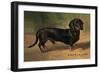 Dachshund Earl Satin-null-Framed Premium Giclee Print