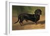 Dachshund Earl Satin-null-Framed Premium Giclee Print