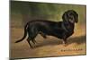 Dachshund Earl Satin-null-Mounted Premium Giclee Print