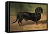 Dachshund Earl Satin-null-Framed Stretched Canvas