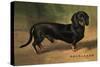 Dachshund Earl Satin-null-Stretched Canvas