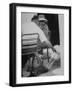 Dachshund Ignoring Pelican's Teasing-James Burke-Framed Photographic Print
