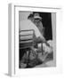 Dachshund Ignoring Pelican's Teasing-James Burke-Framed Photographic Print