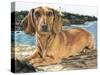 Dachshund in the Bay-Barbara Keith-Stretched Canvas