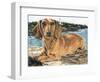 Dachshund in the Bay-Barbara Keith-Framed Giclee Print