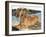 Dachshund in the Bay-Barbara Keith-Framed Giclee Print