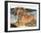 Dachshund in the Bay-Barbara Keith-Framed Giclee Print