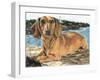 Dachshund in the Bay-Barbara Keith-Framed Giclee Print