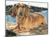 Dachshund in the Bay-Barbara Keith-Mounted Giclee Print