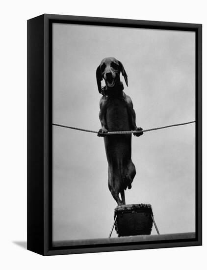 Dachshund in Training-Hansel Mieth-Framed Stretched Canvas