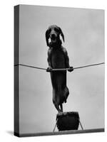 Dachshund in Training-Hansel Mieth-Stretched Canvas