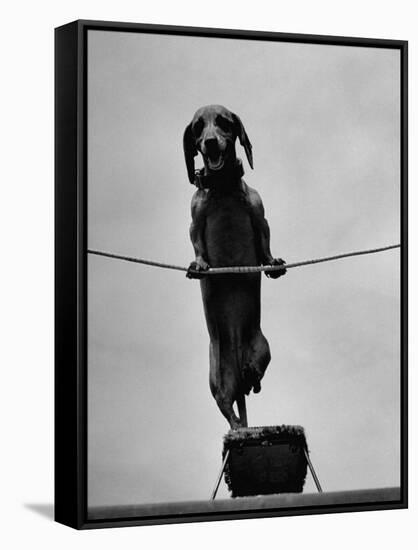 Dachshund in Training-Hansel Mieth-Framed Stretched Canvas