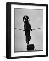 Dachshund in Training-Hansel Mieth-Framed Premium Photographic Print