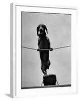 Dachshund in Training-Hansel Mieth-Framed Photographic Print