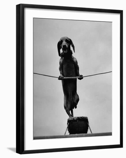 Dachshund in Training-Hansel Mieth-Framed Photographic Print