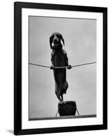 Dachshund in Training-Hansel Mieth-Framed Photographic Print