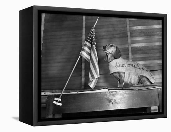 Dachshund Looking At American Flag-Bettmann-Framed Stretched Canvas