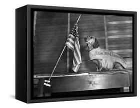 Dachshund Looking At American Flag-Bettmann-Framed Stretched Canvas