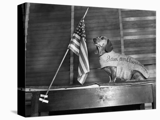 Dachshund Looking At American Flag-Bettmann-Stretched Canvas