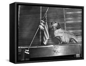 Dachshund Looking At American Flag-Bettmann-Framed Stretched Canvas