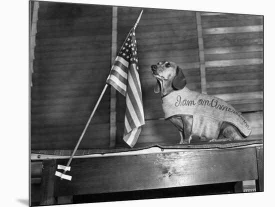 Dachshund Looking At American Flag-Bettmann-Mounted Photographic Print