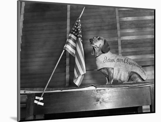 Dachshund Looking At American Flag-Bettmann-Mounted Photographic Print