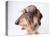 Dachshund Looking Away-Ted Horowitz-Stretched Canvas